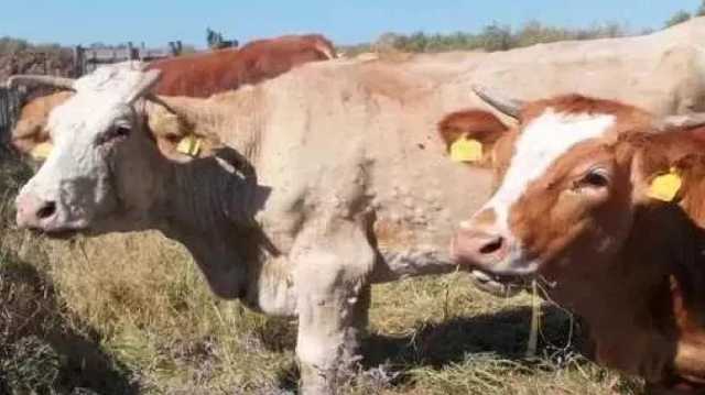 Dermatite bovina, Confagricoltura: 