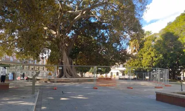 Ficus Piazza Matteotti Cagliari, chiusa l'area sotto il Ficus monumentale in piazza Matteotti: