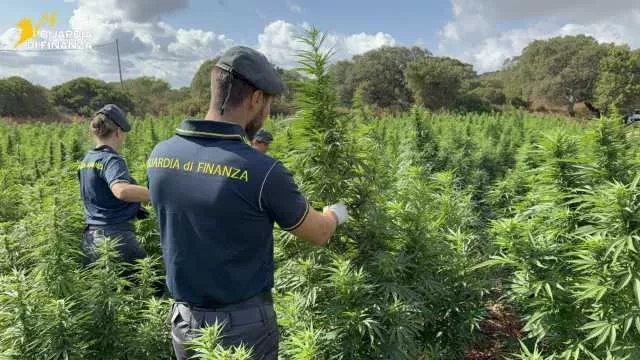 Piantagione A Sedini Sequestrate 4600 piante di marijuana nelle campagne di Sedini: il blitz (Video)