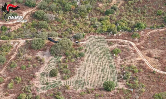 Piantagione Loiri Scoperta una maxi coltivazione di marijuana con oltre duemila piante: il sequestro nel nord dell'Isola