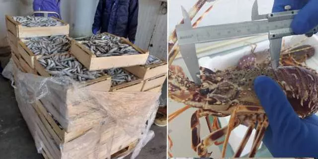 Grossa operazione nei mari sardi contro la pesca irregolare: sequestro di oltre 7 tonnellate di pesci