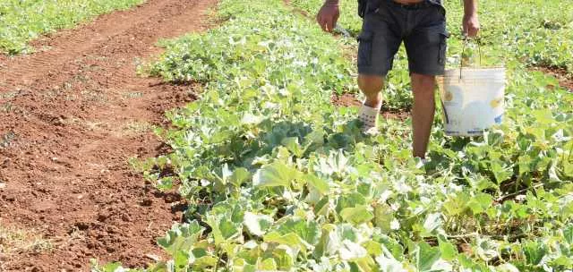 L'allarme siccità preoccupa le imprese sarde: 