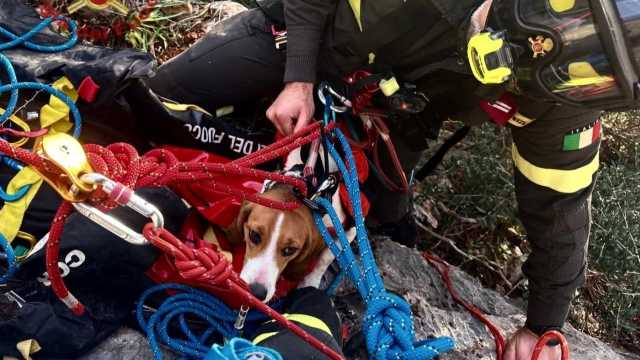 Insegue un gregge di capre e rimane bloccato su una parete rocciosa: cane salvato a Masua