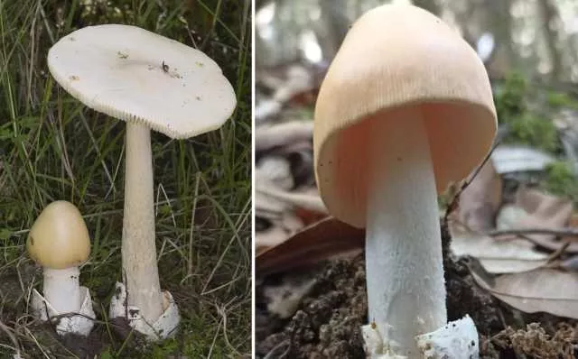 Funghi in Sardegna, 15 intossicati in un mese: anche due bambine 