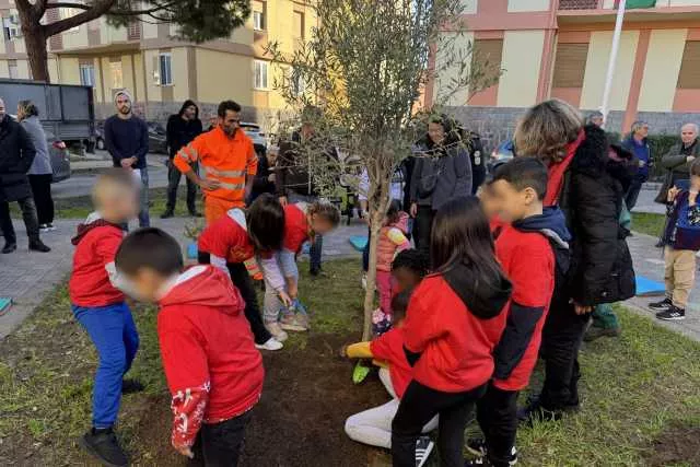 La Messa A Dimora Dellulivo A Is Mirrionis l'iniziativa “Il Risveglio del Quartiere, episodio verde”: messo a dimora un ulivo