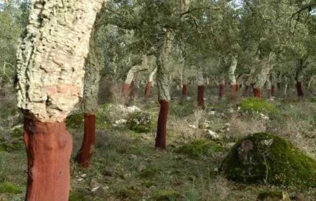 Sugherete private sarde, la Regione stanzia 10 milioni di euro per valorizzarle