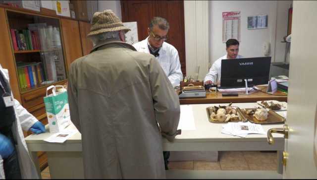 Intossicati dai funghi in Sardegna, l'appello della Asl di Sassari: 