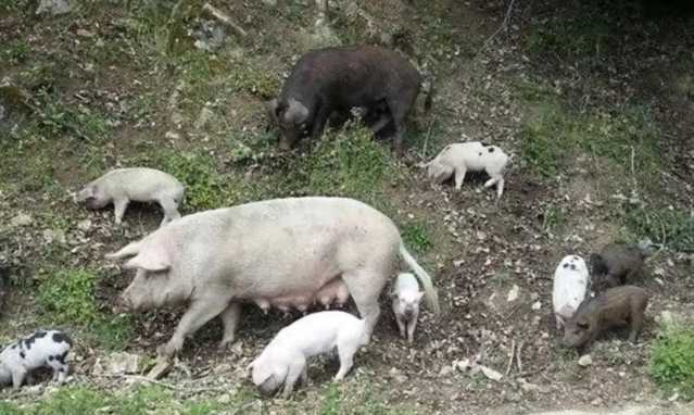 Peste Suina Spagna, scoppia la prima epidemia di peste suina africana dal 1994
