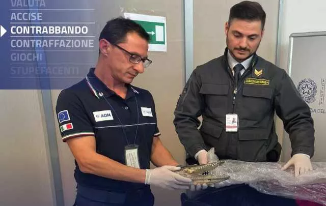 Sbarca in aeroporto con una testa di coccodrillo nel bagaglio: il sequestro a Palermo