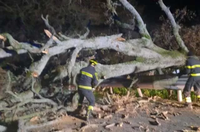 Bono, grosso albero crolla sulla provinciale 128 bis