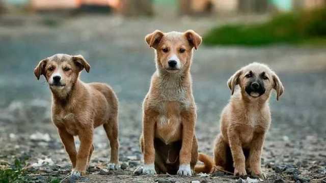 Animali Cani Pet economy, in Sardegna il busines della cura degli animali: quasi 800 imprese nell'Isola