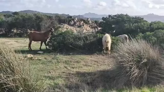 Troppi i danni delle capre: dopo i cinghiali a Caprera è allarme