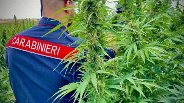 Maxi sequestro di marijuana con 35mila piante nel Nuorese, 4 arresti