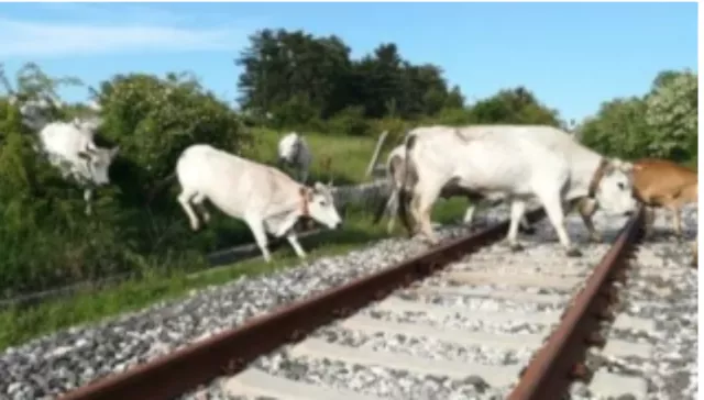 Mucche sui binari nella tratta Macomer-Abbasanta: interviene il Corpo Forestale