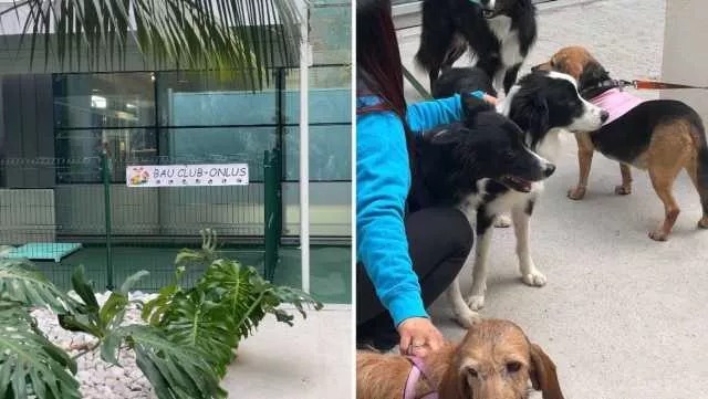 Aeroporto di Cagliari, inaugurata la nuova pet area: 
