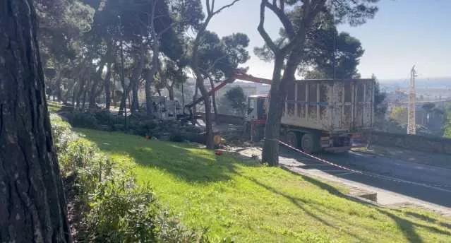 Cagliari, abbattuto il pino pericolante di via Giussani: 