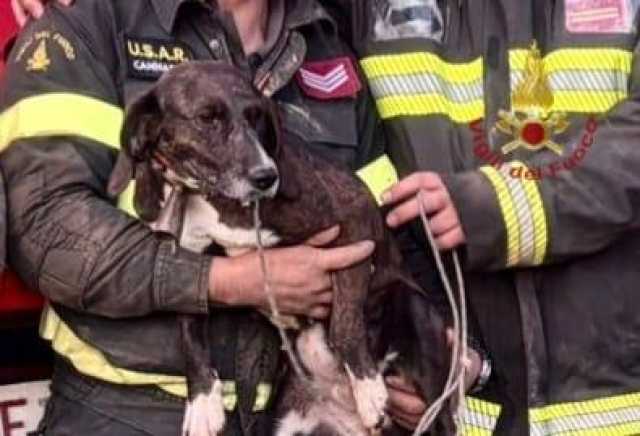 Quartu, paura per un cane rimasto bloccato tra due rocce in un'area impervia: salvato dai vigili del fuoco
