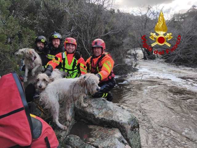 Paura per tre cani rimasti bloccati sul versante di un torrente ad Aggius: salvati dai vigili del fuoco