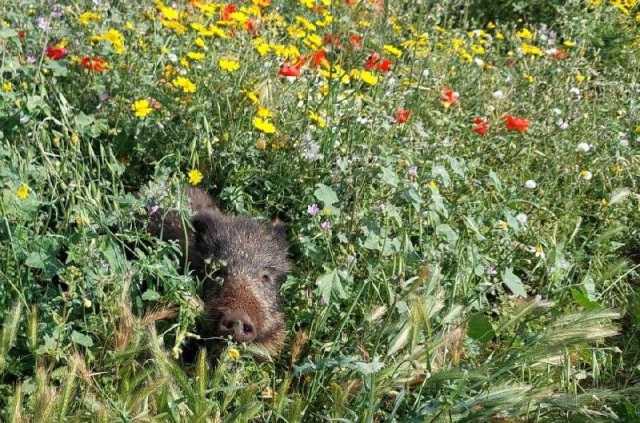 Caccia al cinghiale aperta anche il 31 gennaio in Sardegna: l'ira degli animalisti