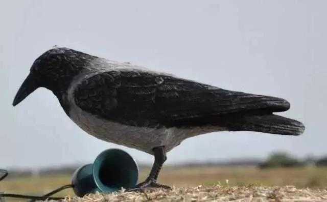 Troppi giorni di caccia alla cornacchia grigia in Sardegna: interviene il Tar