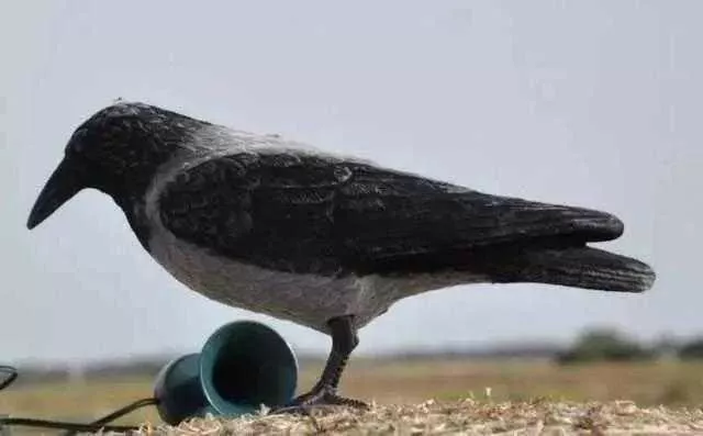 Troppi giorni di caccia alla cornacchia grigia in Sardegna: interviene il Tar