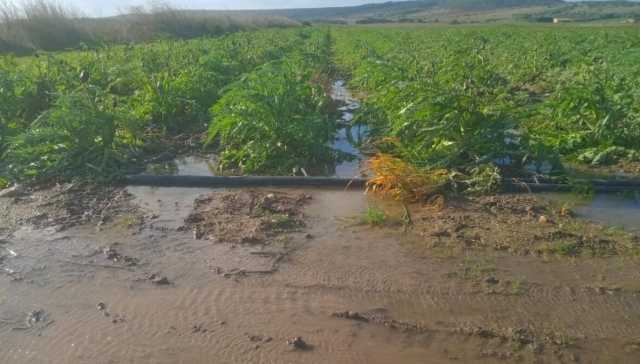 L'allarme nell'Oristanese: 