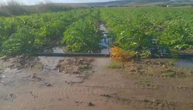 L'allarme nell'Oristanese: 