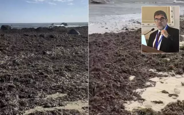 Spiagge ricoperte di posidonia dopo il ciclone, l'esperto: 