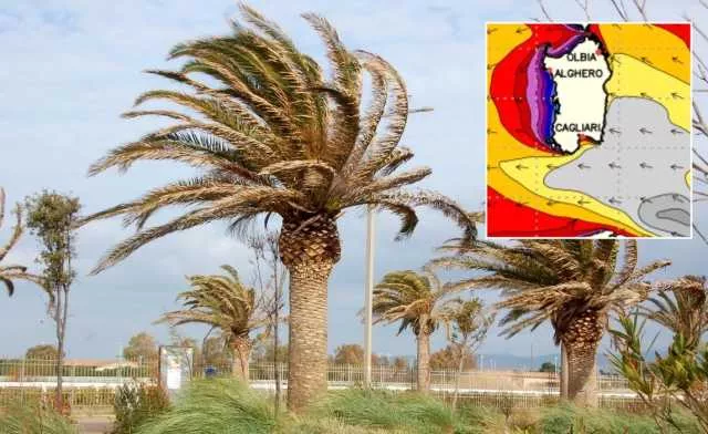 Raffiche Vento Palme Sardegna