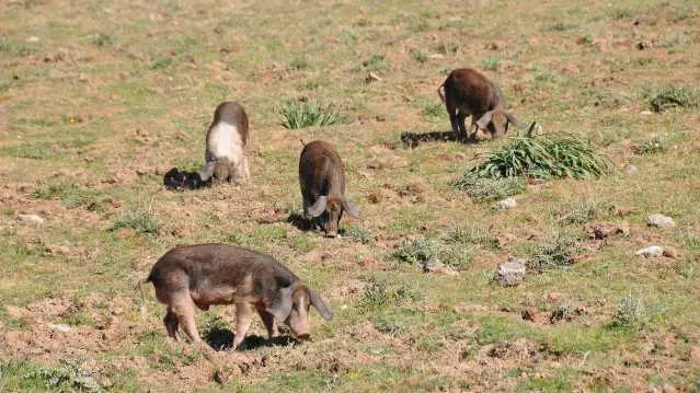 Suini Peste suina, la Sardegna fuori dai piani nazionali di prevenzione: