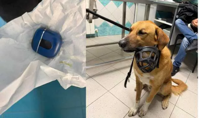 Bosa, ingoia la custodia degli AirPods: cane salvato con un intervento chirurgico nella clinica Duemari