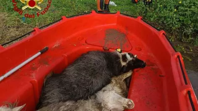 WhatsApp Image 2026 02 14 At 10.40.11 Pecore salvate, persone soccorse e strade insicure: mille interventi in 3 giorni per il maltempo in Sardegna