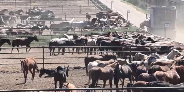 Stop alla carne di cavallo? A Cagliari le polemiche sulla proposta di legge: “Siamo infuriati”