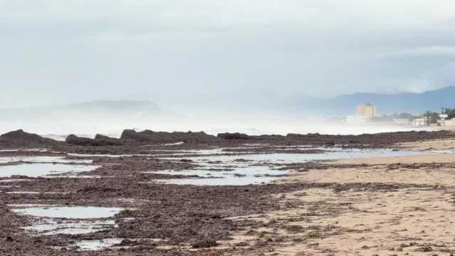 Posidonia nelle spiagge? Deve restare per ora, lo dice anche la Regione