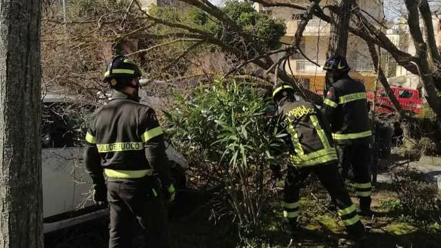 Forte vento in Sardegna: nel nuorese alberi caduti e statali bloccate