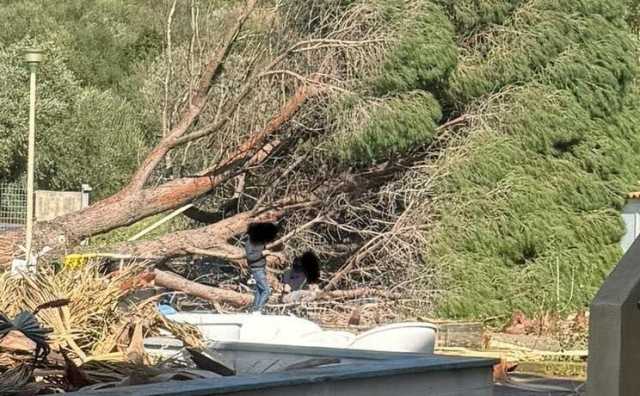 Bidello travolto da un albero a Villaputzu, ora è ricoverato: 