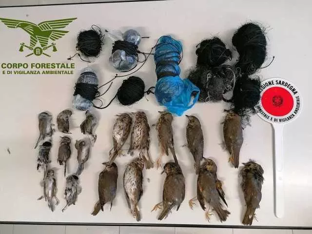 Bracconaggio, decine di uccelli morti e trappole: 4 persone nei guai a Teulada