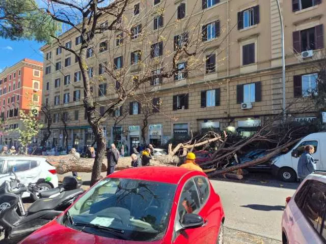 Paura a Roma: cade un albero in via Tiburtina, due feriti e 4 auto coinvolte