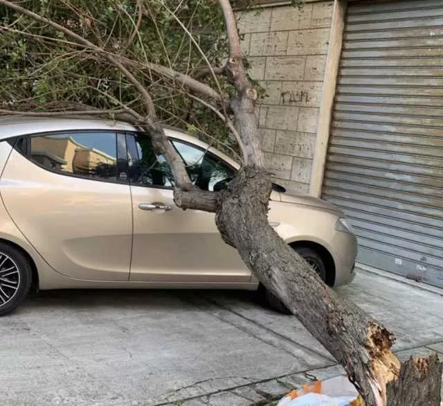 Maltempo e disagi nel cagliaritano, alberi abbattuti dal vento sulle auto a Quartu