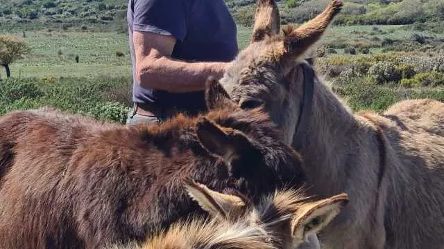 WhatsApp Image 2026 03 31 At 17.33.38 La denuncia choc a Sinnai: