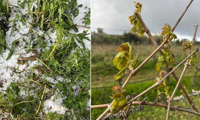 Grandine e forte vento devastano i vigneti: i danni da Castiadas a Ussana