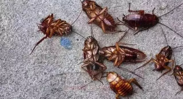 Blatte a scuola, chiude per disinfestazione il Liceo Euclide di Cagliari