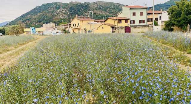 Verde cittadino diventa luogo terapeutico, Guspini primo comune Europeo Forest Bathing Center