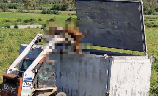 Una mandria di mucche abbattuta a Muravera, la lettera: 