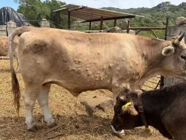 Dermatite Bovini Dermatite dei bovini, scoperto un nuovo focolaio a Muravera:
