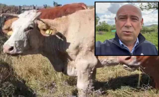Dermatite bovina a Muravera, il Centro studi agricoli: 