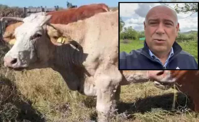 Dermatite bovina a Muravera, il Centro studi agricoli: 
