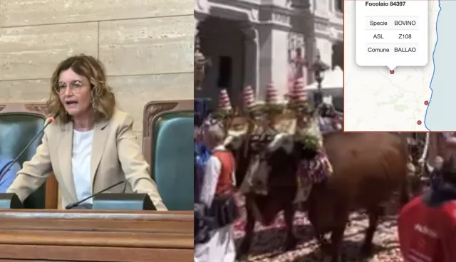 Terzo focolaio di dermatite a Ballao e il raggio dei 50 km: ecco perché Sant'Efisio non sarà trainato dai buoi