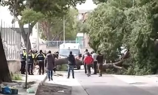 Morta una bimba di 12 anni dopo la caduta di un albero: seconda vittima per il forte vento in Puglia