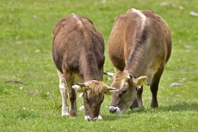 Bovini Dermatite Foto Simbolo Dermatite bovina: estinto anche l'ultimo focolaio, si attende lo sblocco totale delle movimentazioni
